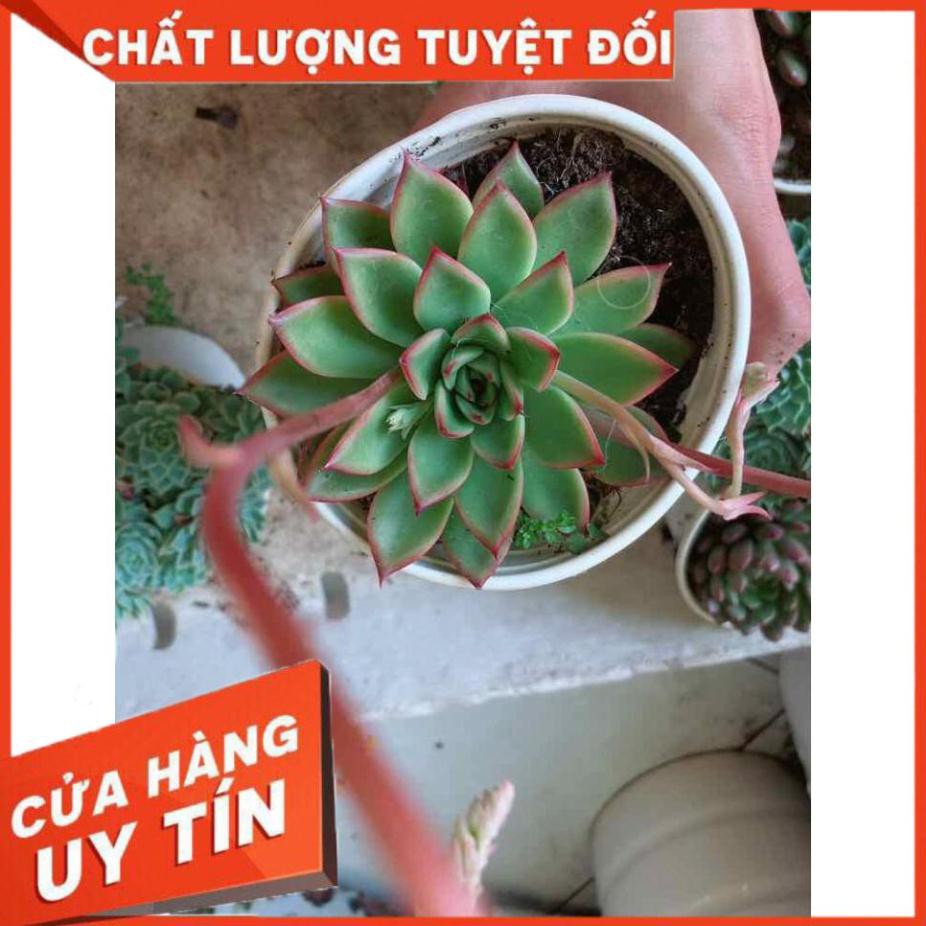 Sen đá viền lửa kèm chậu sứ trắng Nhiều Người Mua