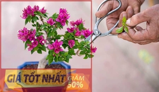 CÂY HOA GIẤY - CHẬU MINI HOA SIÊU ĐẸP, GIÁ RẺ, NHIỀU MÀU , tặng kèm 0,3kg phân hữu cơ.