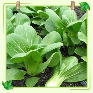 Hạt giống rau cải chip