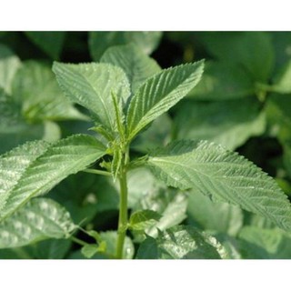 Hạt rau đay xanh - gói 10 gram
