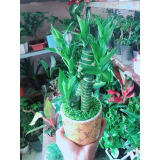 Chậu Trúc Phát Tài