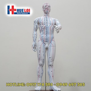 MÔ HÌNH HUYỆT VỊ NAM 50CM