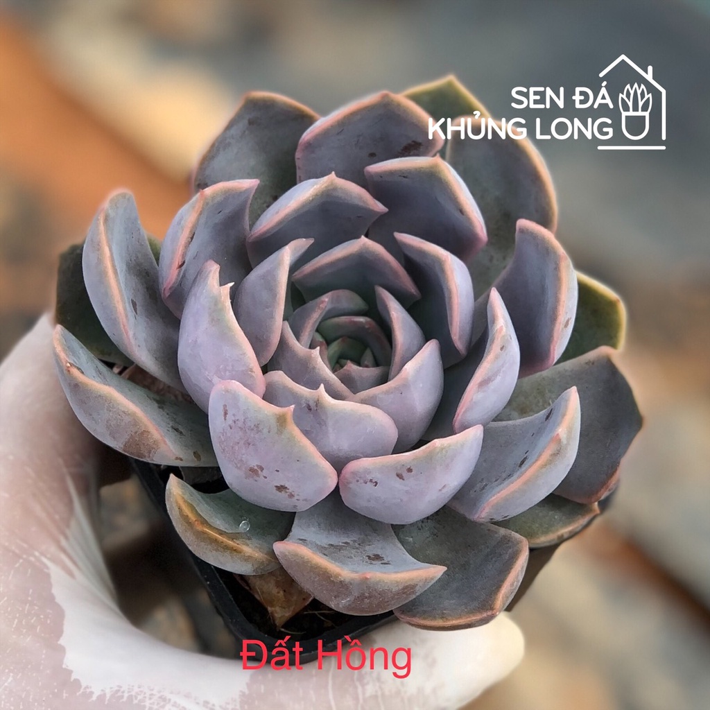 sen đá Đất Hồng - echeveria orion