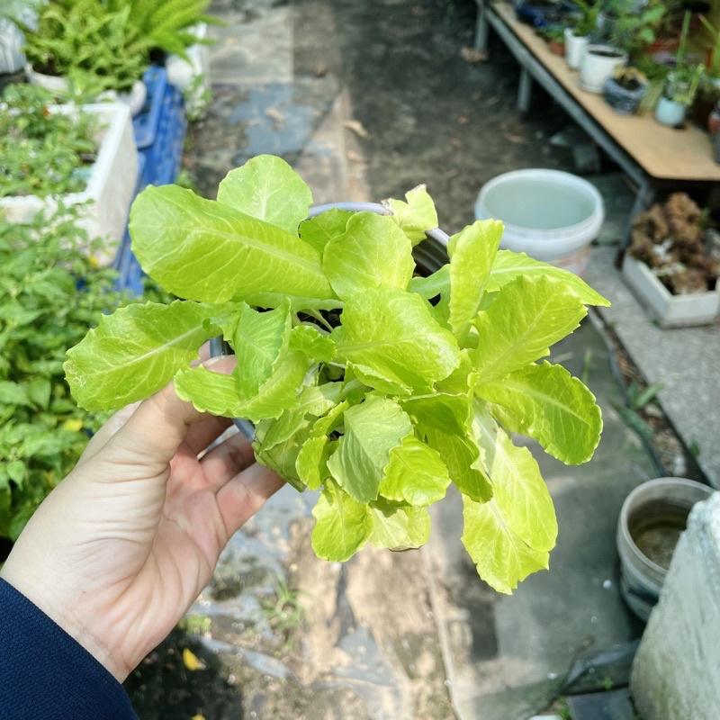 Cây Giống Xà Lách Mỡ - Vườn Ươm Thái Ngân