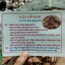 Cỏ máu tăng cân , cây cỏ máu, cỏ béo giúp tăng cân, đẹp da, giành cho người gầy, khó tăng cân