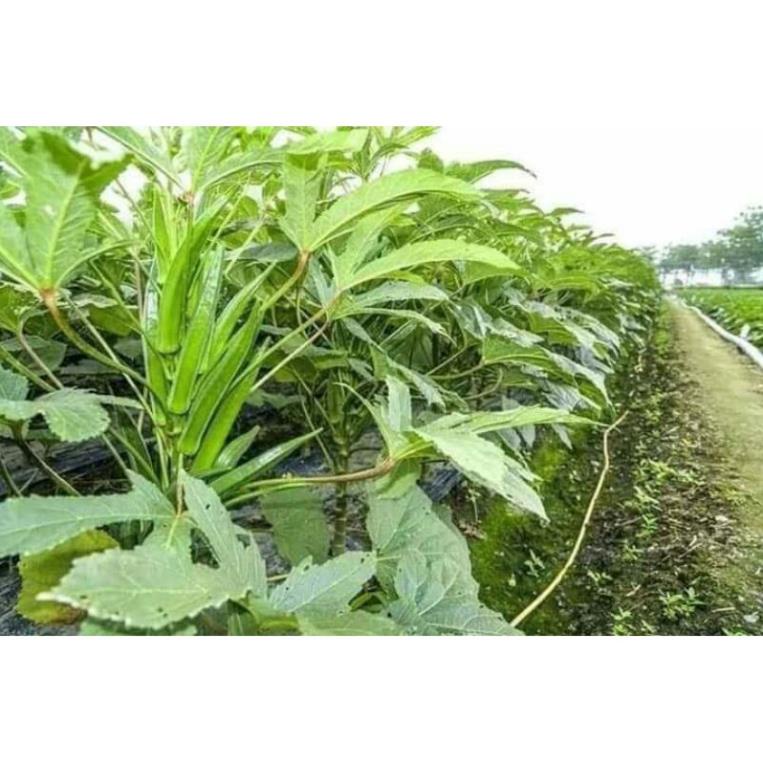 hạt giống đậu bắp lùn xanh siêu trái 100 hạt khuyen mai