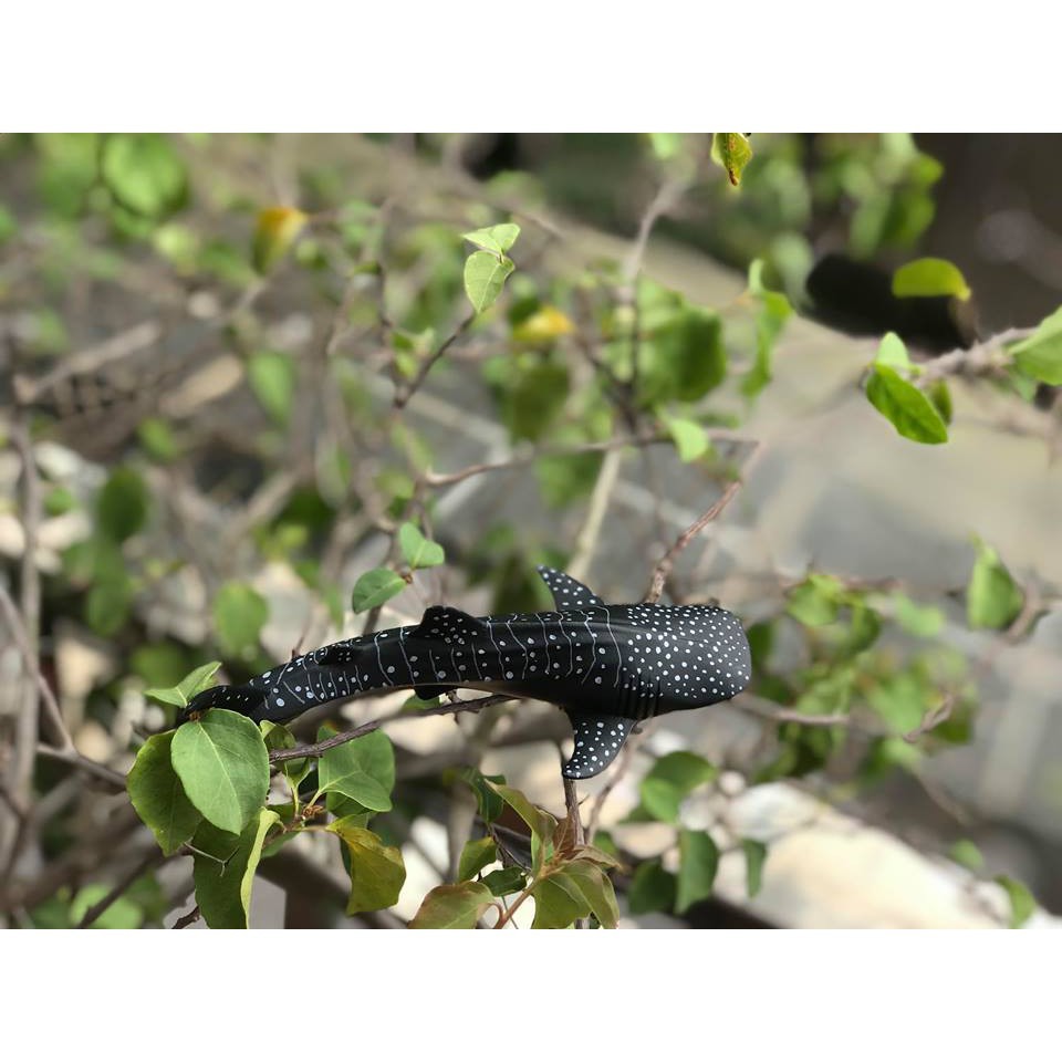 Mô hình Cá mập voi Ania