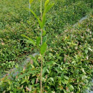 Cây mai con quấn rễ