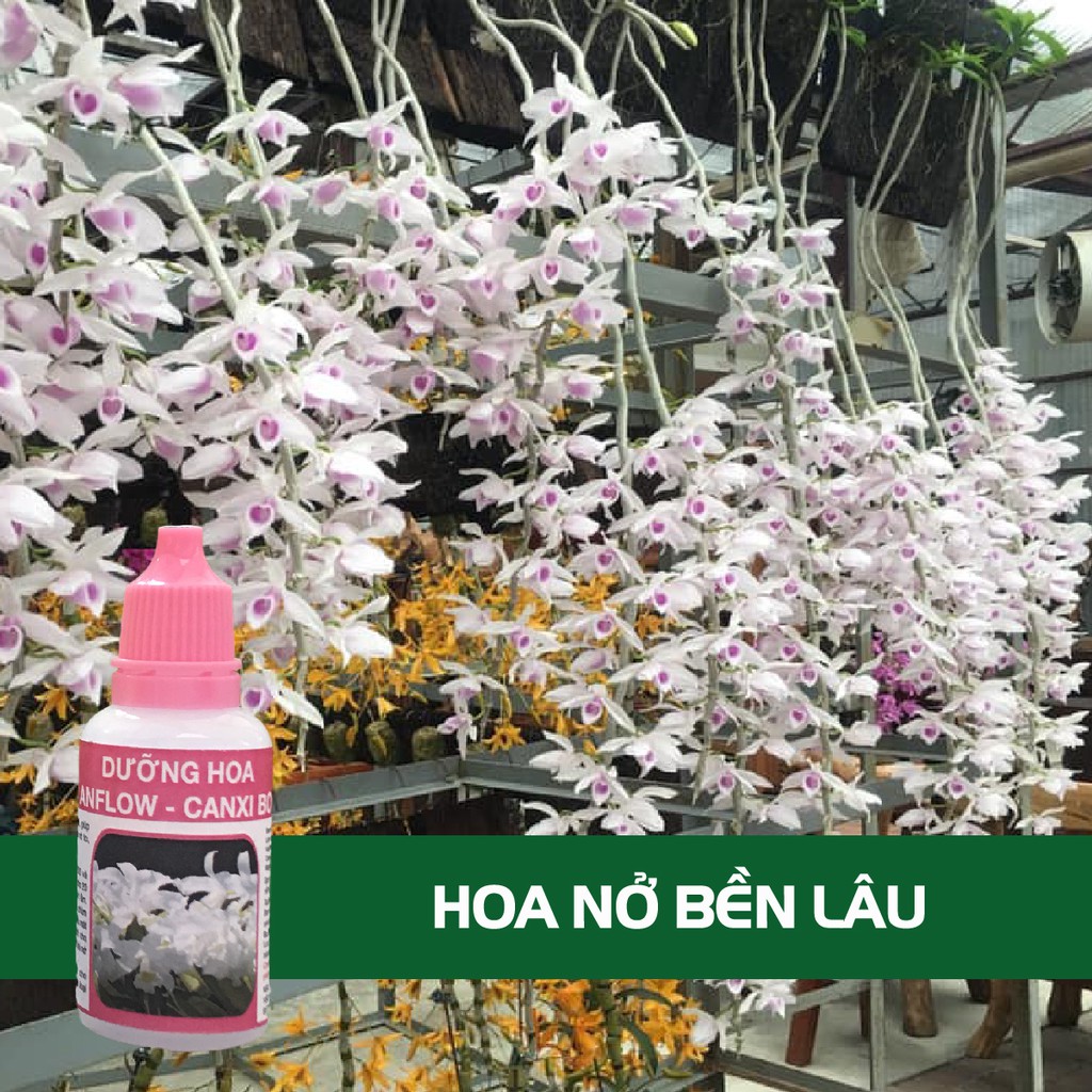 Dưỡng hoa Lan, Hồng, Mai NỞ TO BỀN ĐẸP ANFLOW 20ml | BigBuy360 - bigbuy360.vn
