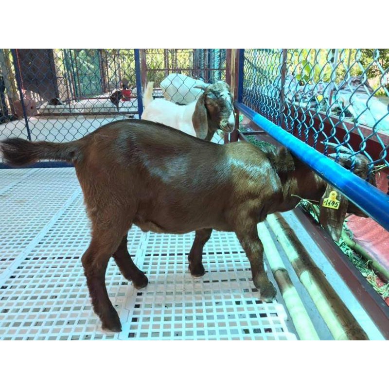 Sàn nuôi dê, vịt, chồn hương 100x50cm