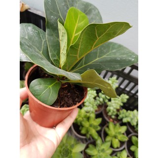 Cây Bàng Singapore Mini