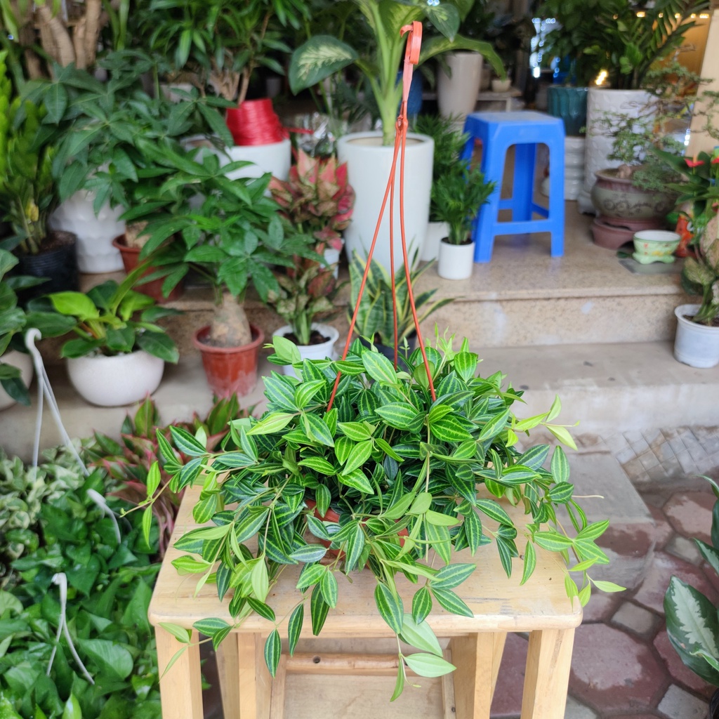 Cây bình an treo ban công ,cửa sổ trang trí nội thất cực xinh dễ chăm sóc