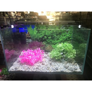 Hồ cá dài 60cm cao 35 rộng 35 cm kính 8 ly cường lục mài cạnh vi tính