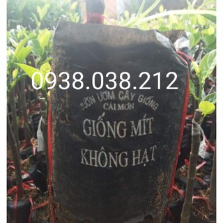 CÂY GIỐNG MÍT KHÔNG HẠT