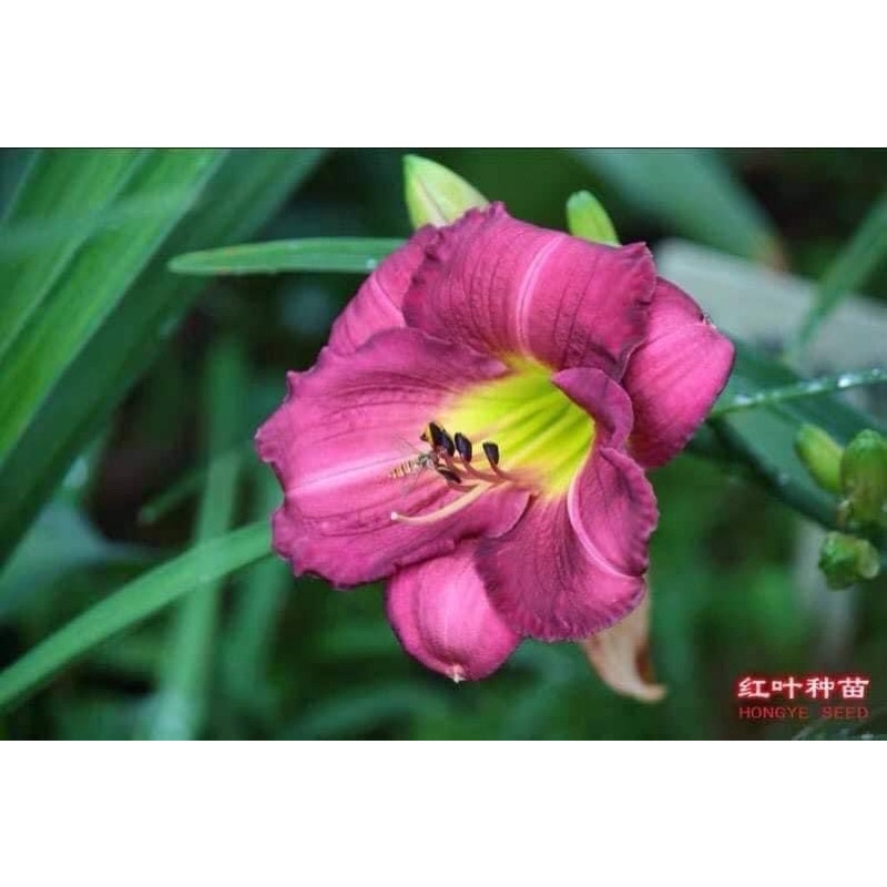Cây hoa hiên HOA TỂT