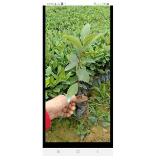 cây giống sim rừng