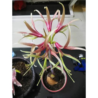 Củ giống hoa lan huệ kép nhập khẩu Hà Lan - loại Chico