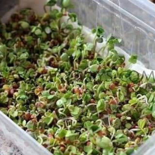 RAU CẢI MẦM THÁI LAN