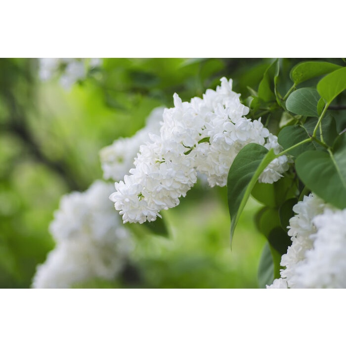 20 Hạt Giống Hoa Tử Đinh Hương  Mix Màu Siêu Hoa F1