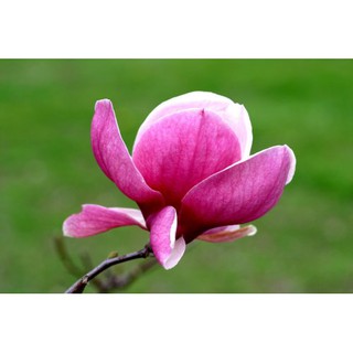 Hạt giống hoa Mộc lan