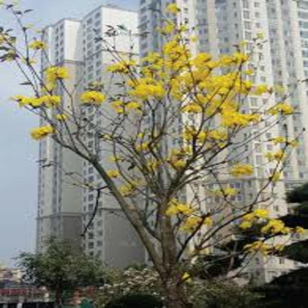 02 CÂY GIỐNG PHONG LINH Hoa VÀNG 981SP 982sp