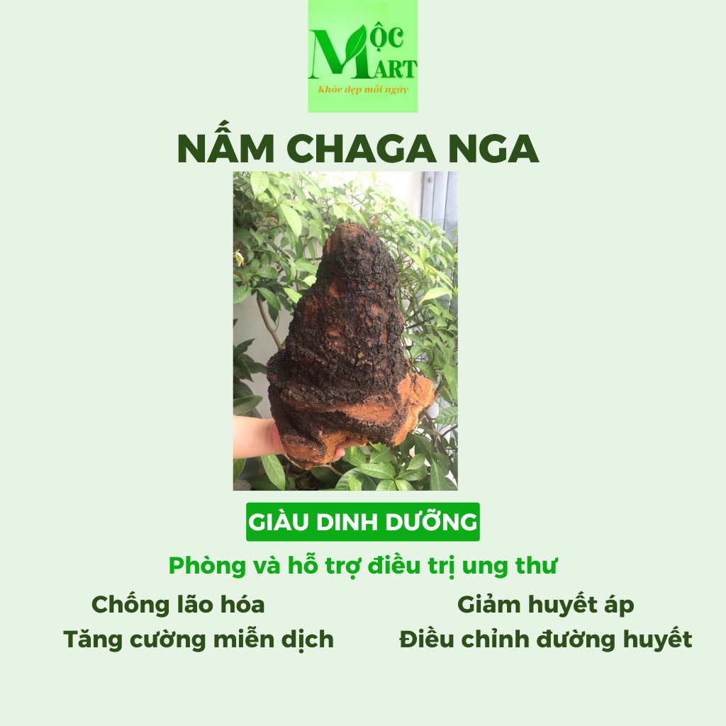 Nấm Chaga tự nhiên của Nga giàu dinh dưỡng, giảm đường huyết, mỡ máu, ngăn lão hóa, tăng hệ miễn dịch