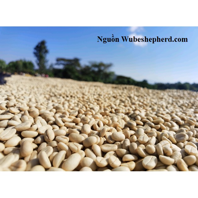 HẠT - 2 TÚI 250 GRAM CÀ PHÊ  - ETHIOPIA YIRGACHEFFE KURABIKI G2 - WASHED - RANG MỘC - ESPRESSO/COLD BREW.