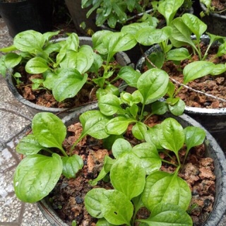 Cây rau mã đề