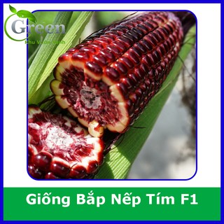Hạt Giống Bắp Nếp Tím (Ngô Tím) Dễ Trồng, Dẻo Thơm, Giàu Dinh Dưỡng (Gói 20 hạt)