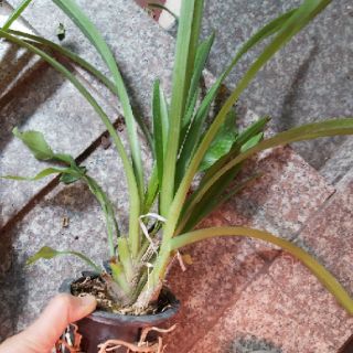 Kiếm Thái hoa vàng thanh lý