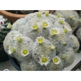 xương rồng gai tuyết