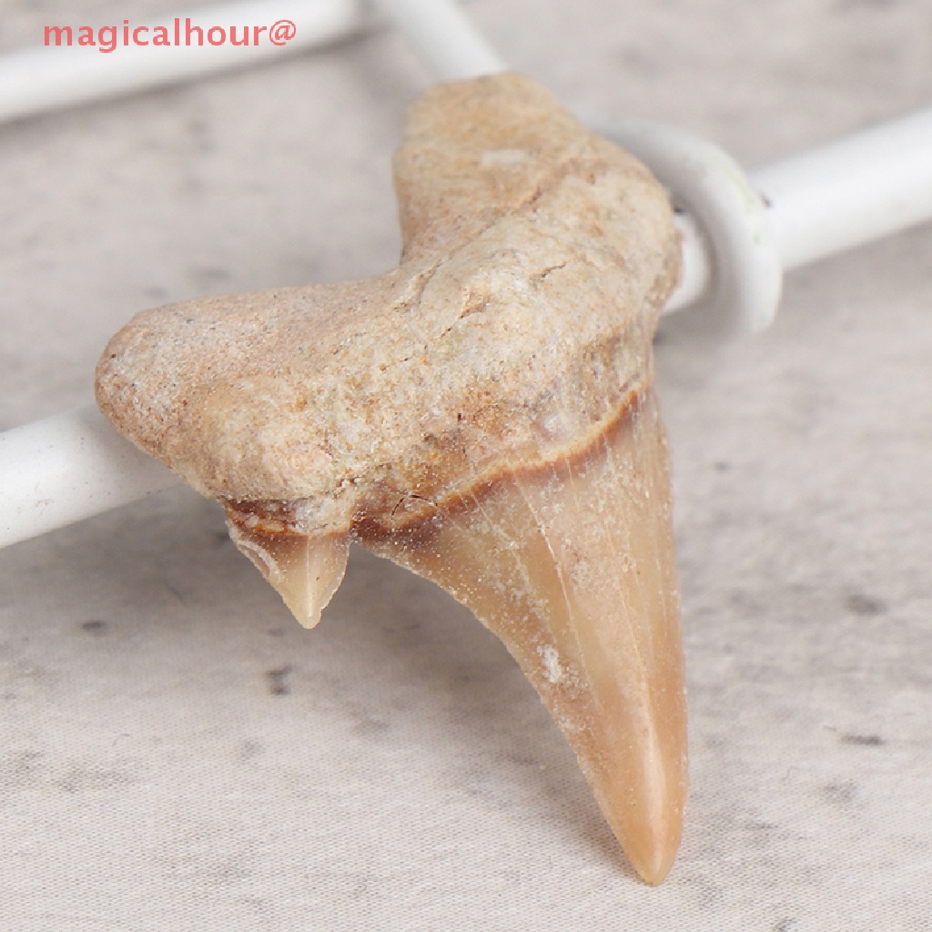 Mặt Dây Chuyền Hình Răng Cá Mập Bằng Khoáng Chất Tự Nhiên Mới