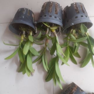 Hoa lan denro nắng Pen cam - mới
