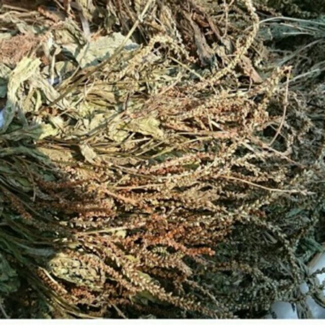 Mã đề khô 1kg