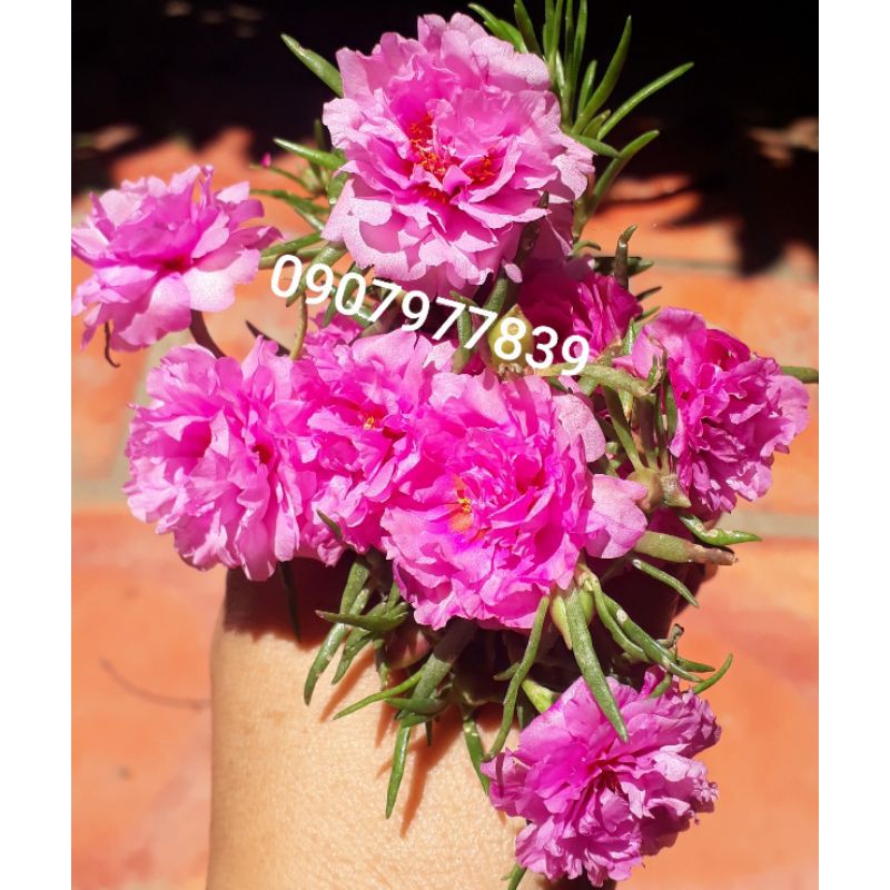15 Cành Hoa 10h Thái Mix Nhiều Màu