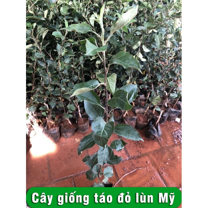 Cây Giống Táo Đỏ Lùn Mỹ cho quả ngọt có thể trồng bon sai cây giống chiều cao 40cm - 60cm sức sống khỏe phát triển tốt