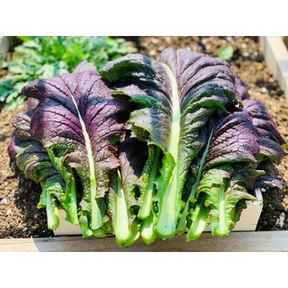[Hạt giống Mỹ] Cải Mù Tạt Tím (Gói lẻ 300 hạt )