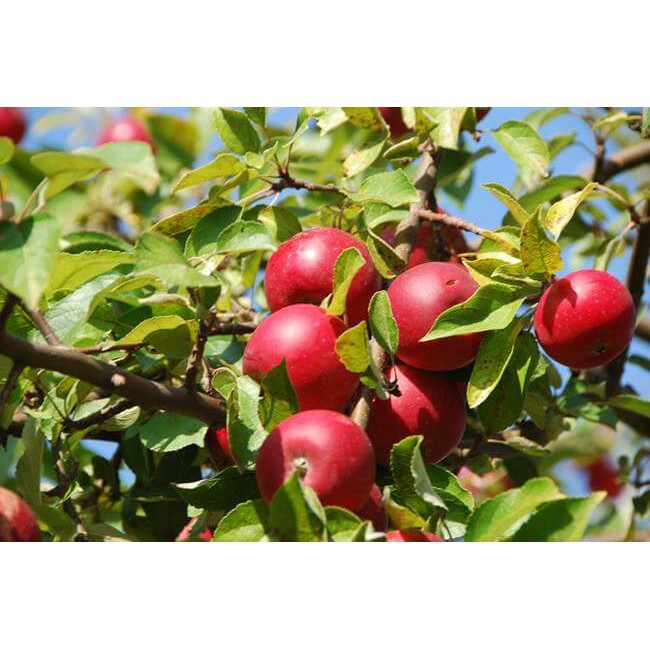 Cây táo đỏ lùn giống nhập khẩu ( Tặng Thêm phân và kích rễ)