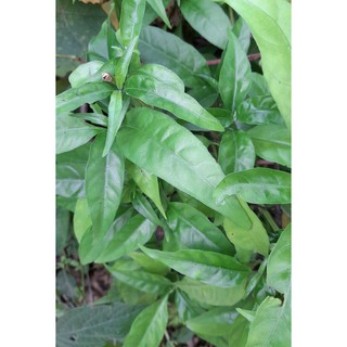 Cây hoàn ngọc, 2 cây