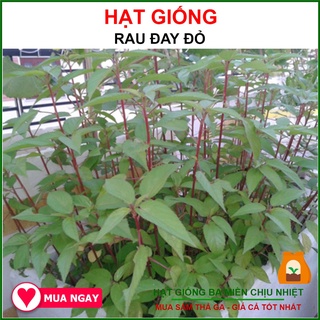 Hạt Giống Rau Đay Đỏ Rạng Đông 20Gram