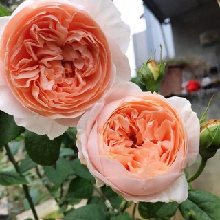 (Siêu Sale)Combo 3 hoa hồng Juliet cực đẹp