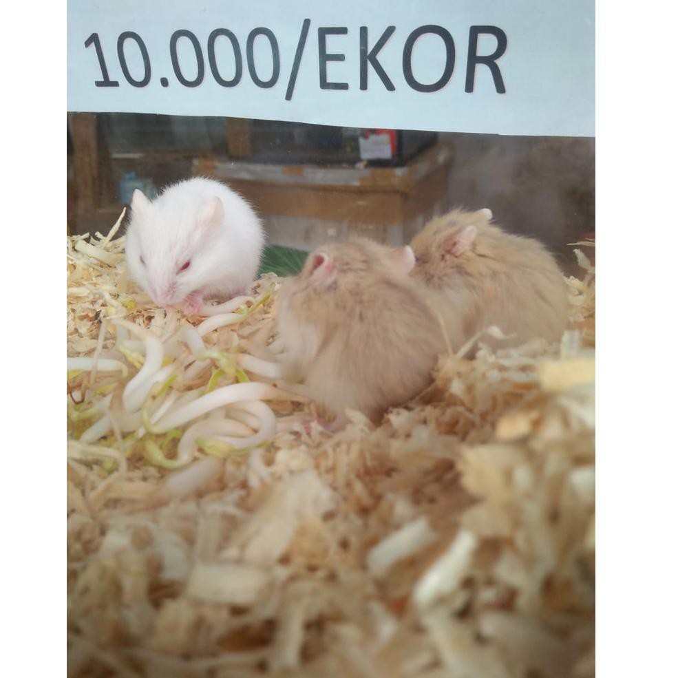 Lục Lạc Hình Chuột Hamster Dễ Thương An Toàn Cho Sức Khỏe