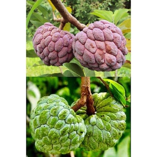 Cây Na Tím Giống