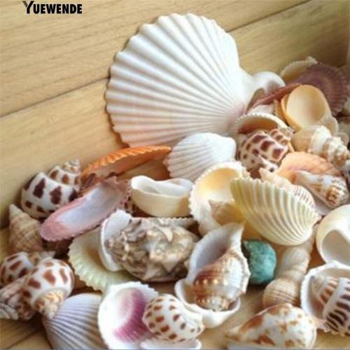 Vỏ ốc biển dùng trang trí bể cá độc đáo