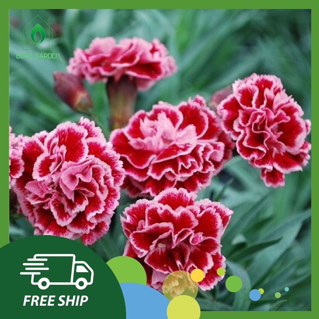 Kích thích ra rễ cực mạnh N3M 100g - NEM ra rễ cực mạnh