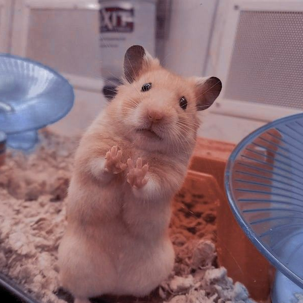 Lucky Hamster