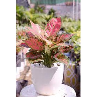 [Cây phong thủy] Cây Vạn lộc (chậu từ 2 cây) - Trang Flower