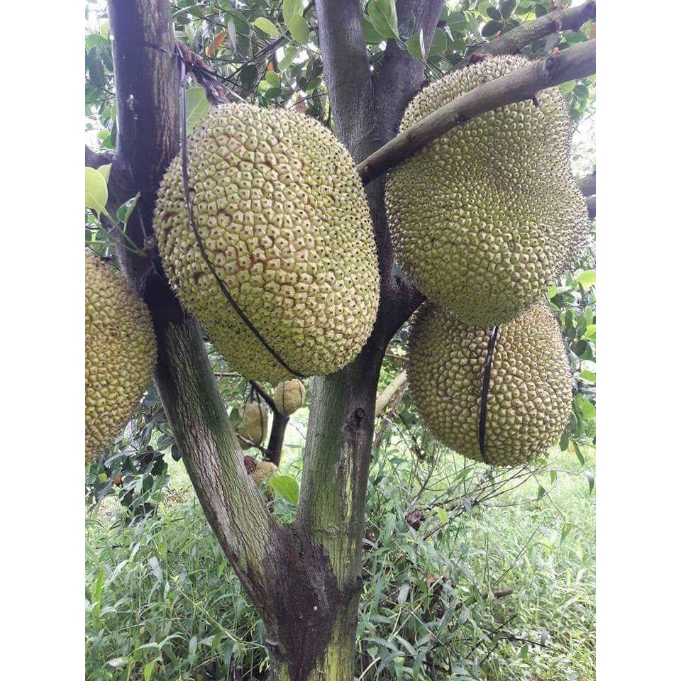 cây giống mít thái