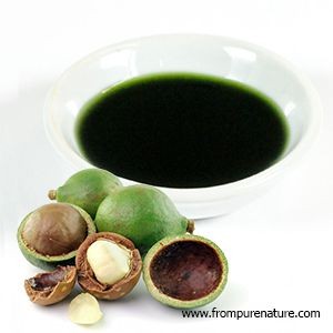 Dầu mù u