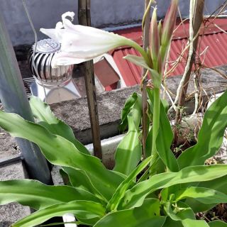 Cây giống trinh nữ hoàng cung